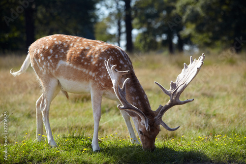 spotted dear on a meadow