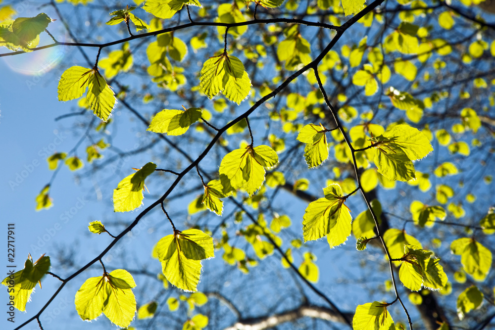 leaves at a branch of the tree leaves at a branch of the tree