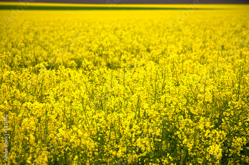 HDR Image of a rape field. photo