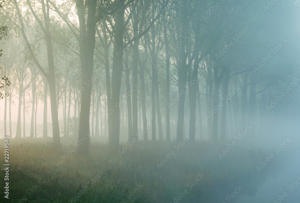 Fototapeta premium bosco misterioso