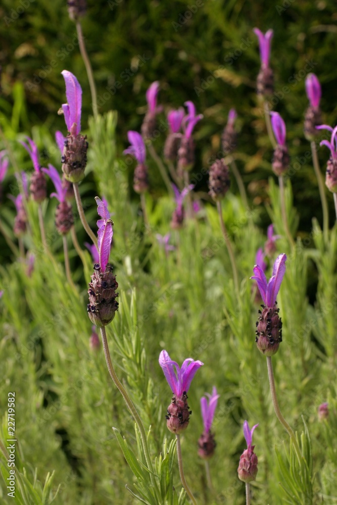 Obraz premium lavande