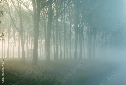 bosco misterioso photo