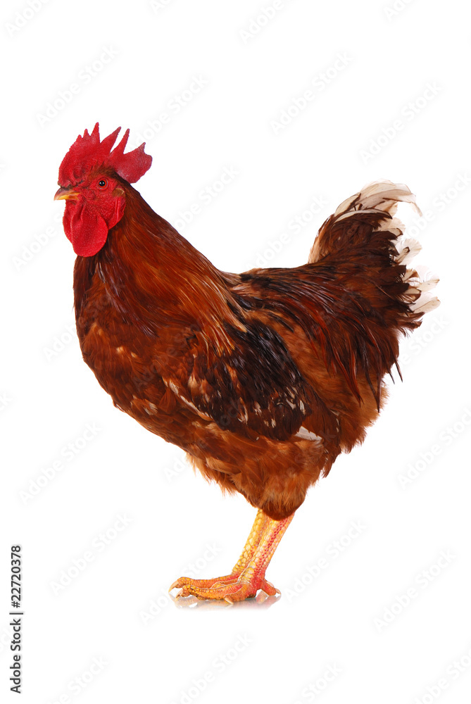 Fototapeta premium One live rooster on the white
