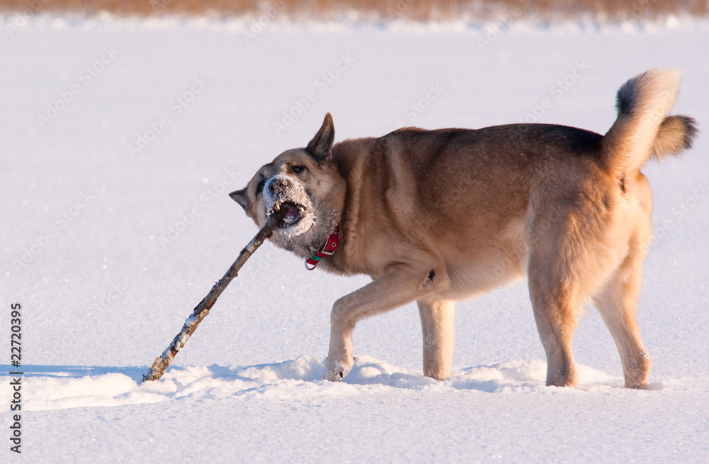 Naklejka premium West Siberian Laika (Husky) playing with stick