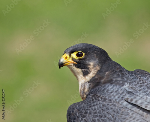 Peregrine Falcon head shot