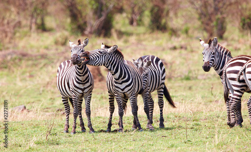 Herd of zebras  African Equids 