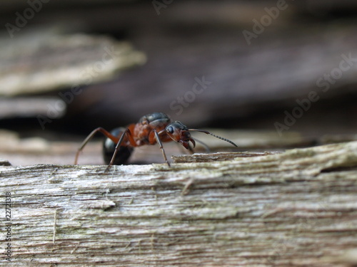 mrówka - rudnica