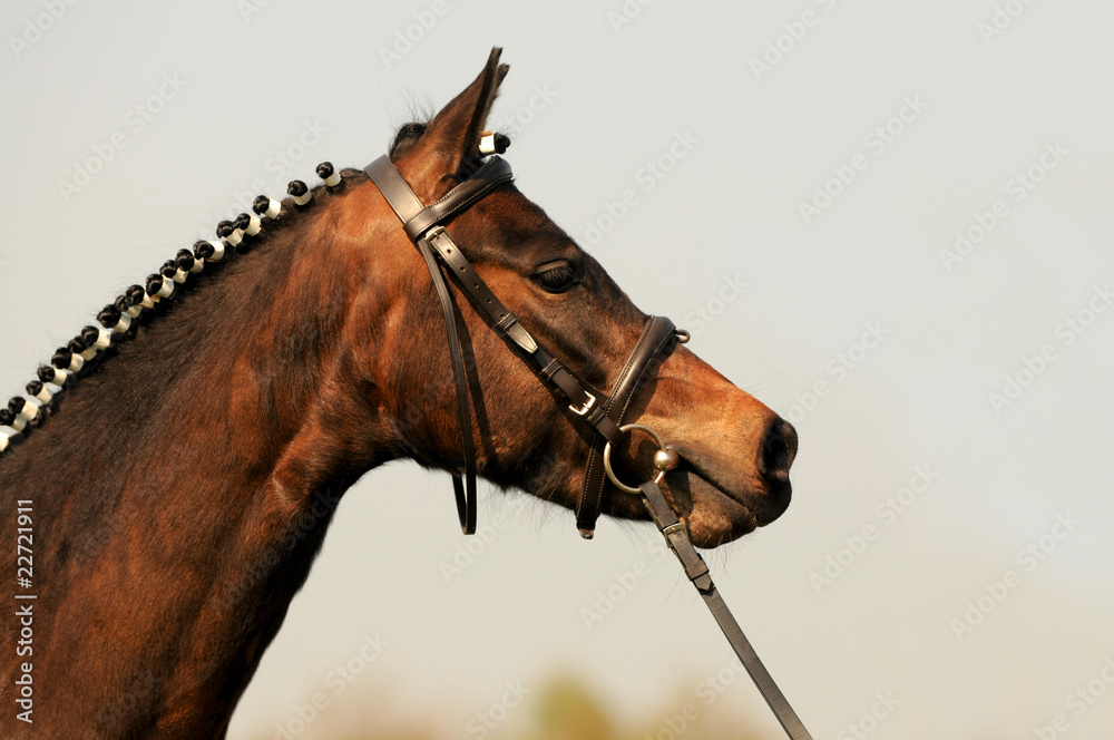Tunierpferd Tunierpferd