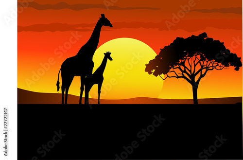 Sunset wildlife Africa