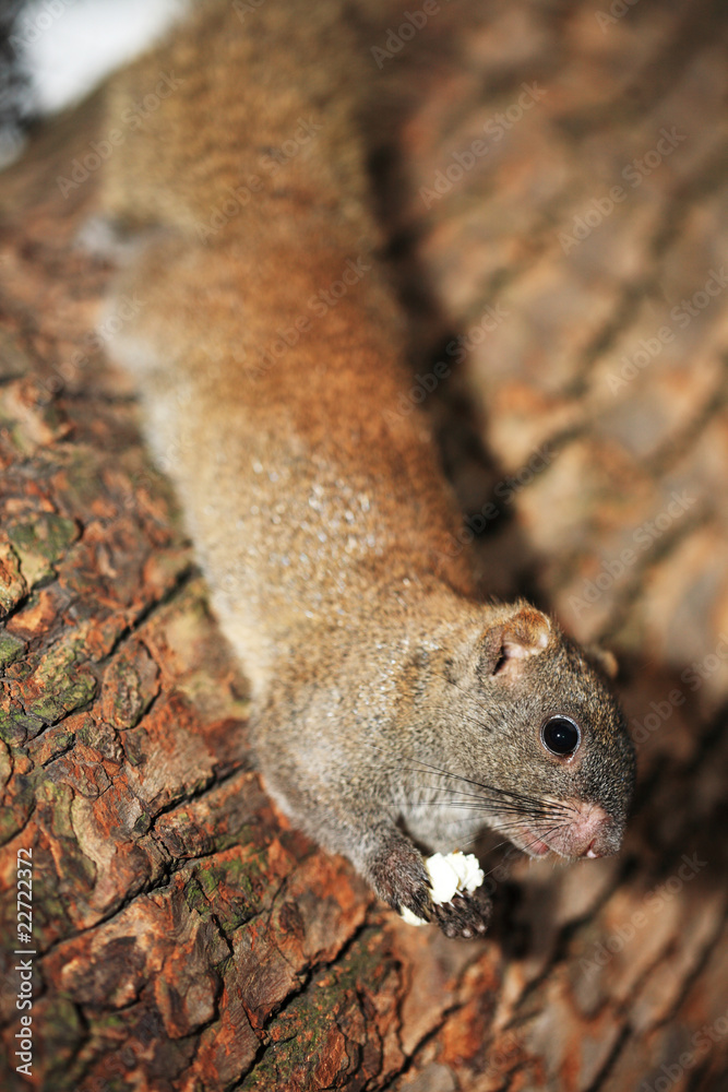 Obraz premium Little cute squirrel on tree branch .