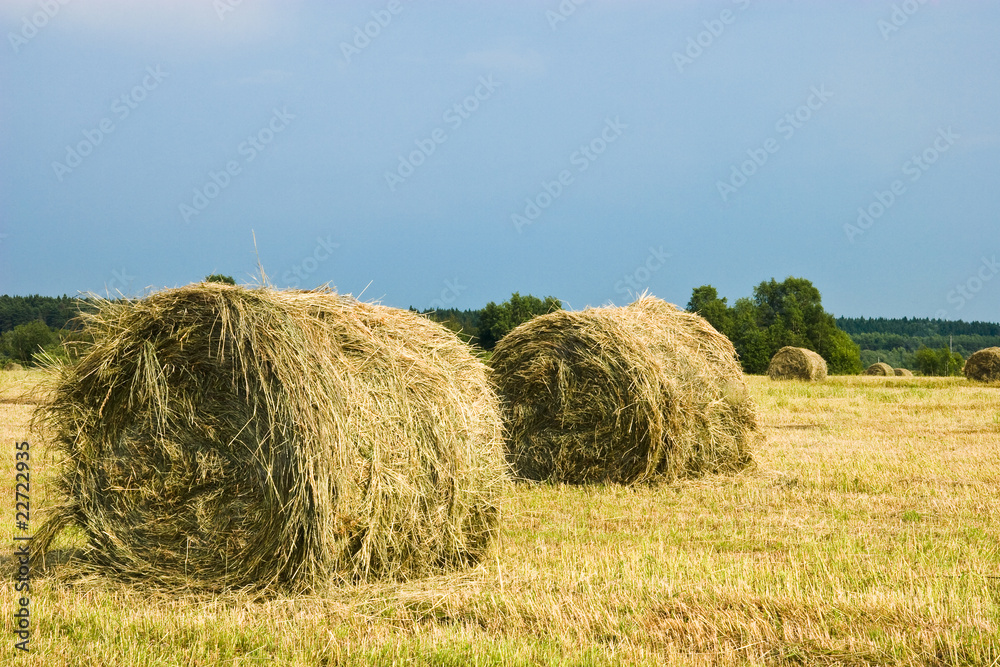 Hay stacks on the field | Summer rural landscape Hay stacks on the field | Summer rural landscape