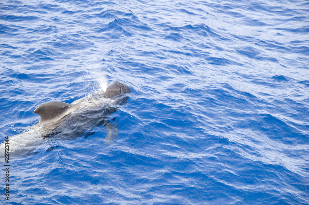 Fototapeta premium calderon respirando