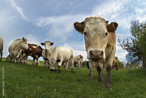 cows on the farm