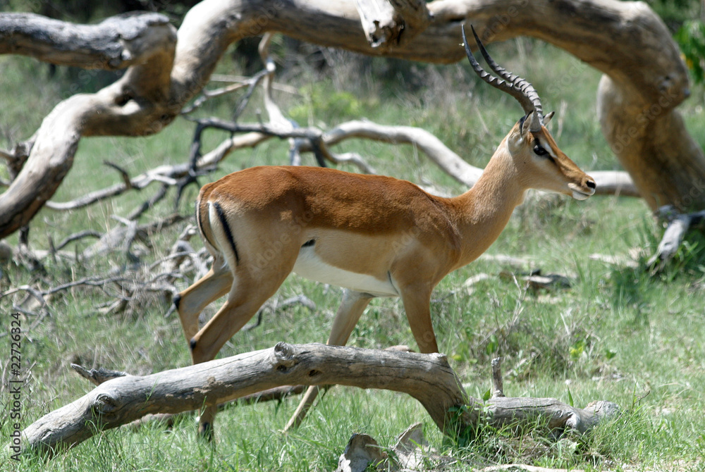 Naklejka premium Antilope - Namibia