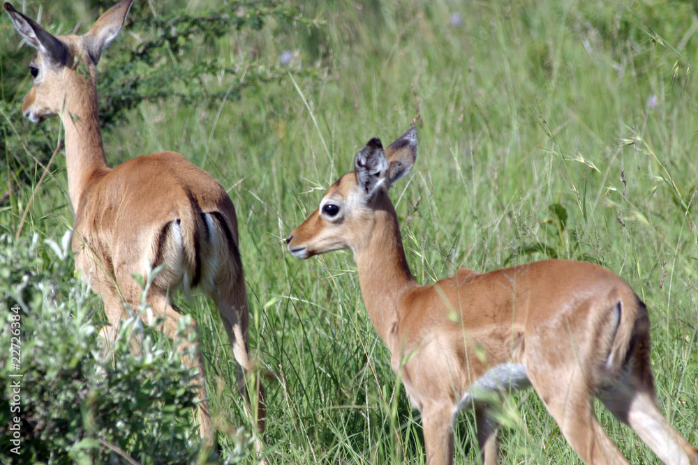 Antilope Antilope