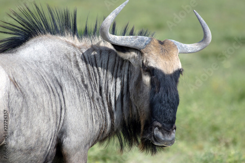 Gnu - Namibia