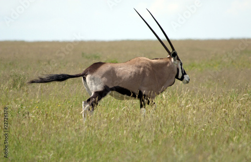 Photography Antilope Steppe Namibia
