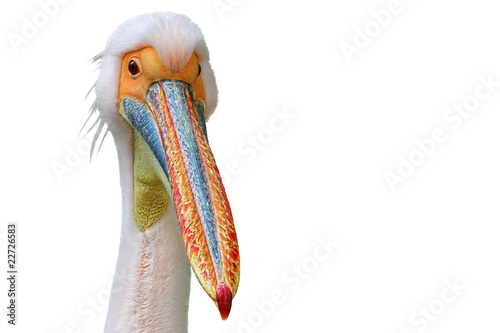 pelican 2