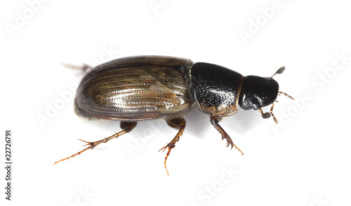 Dung beetle (Aphodius prodromus) isolated on white. photo