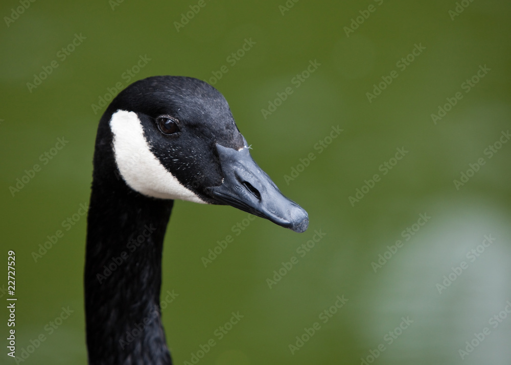 Canada Goose head close up isolated on green. Canada Goose head close up isolated on green.