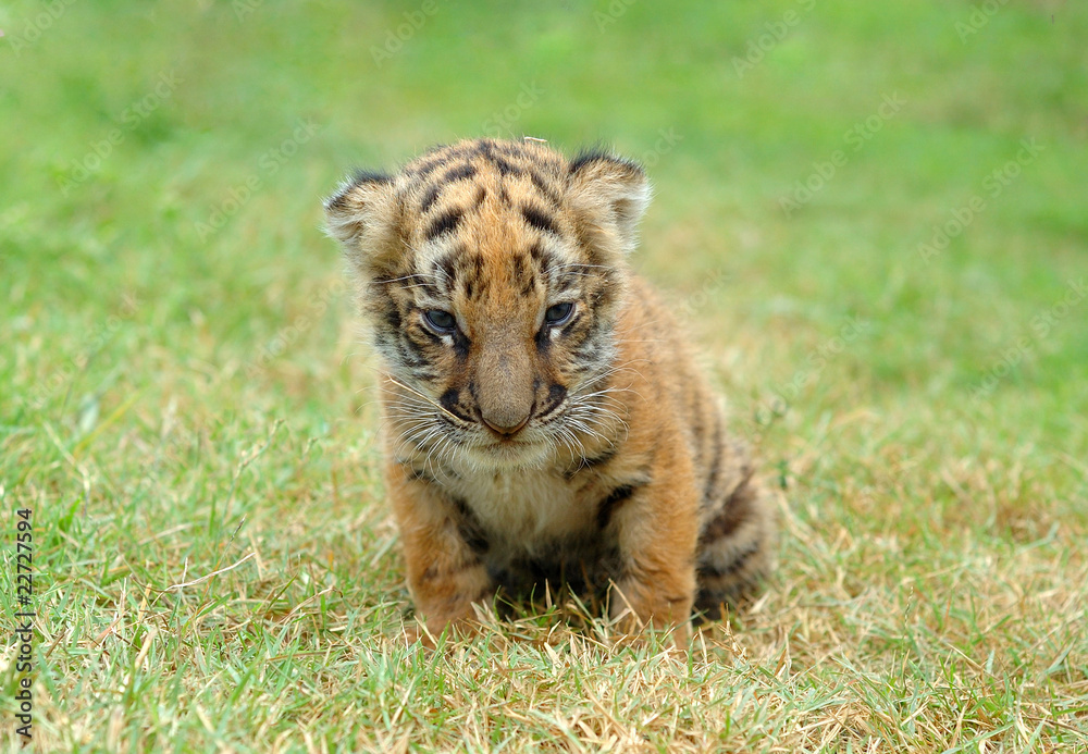 Fototapeta premium baby tiger