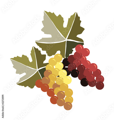 Bunches of grapes