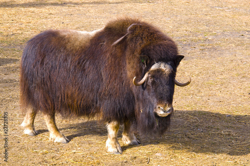 Muskox