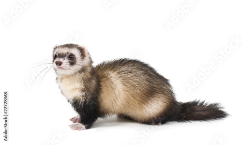 Weasel color Steel mitt on a white background © Irina K.