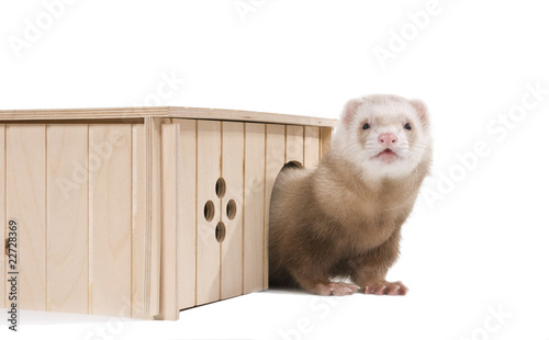 Home ferret emerges from his house