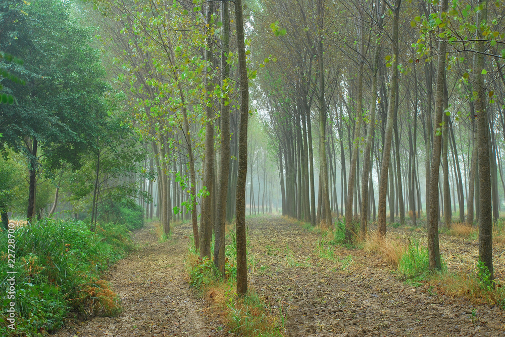 Fototapeta premium alberi 797