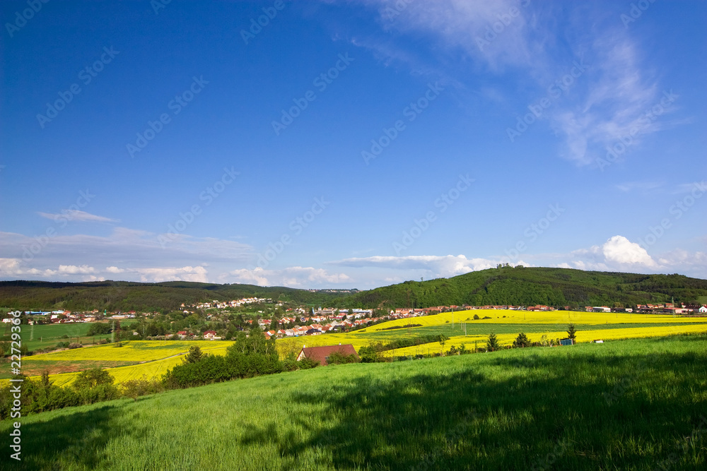 Spring landscape with a field of yellow rape and blue sky