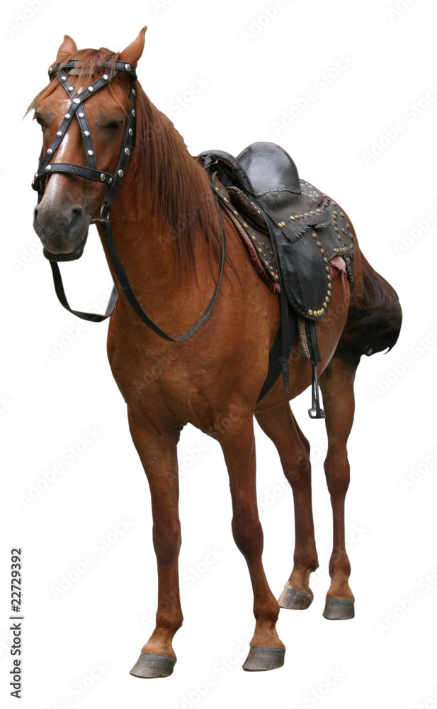 Horse isolated on white Horse isolated on white