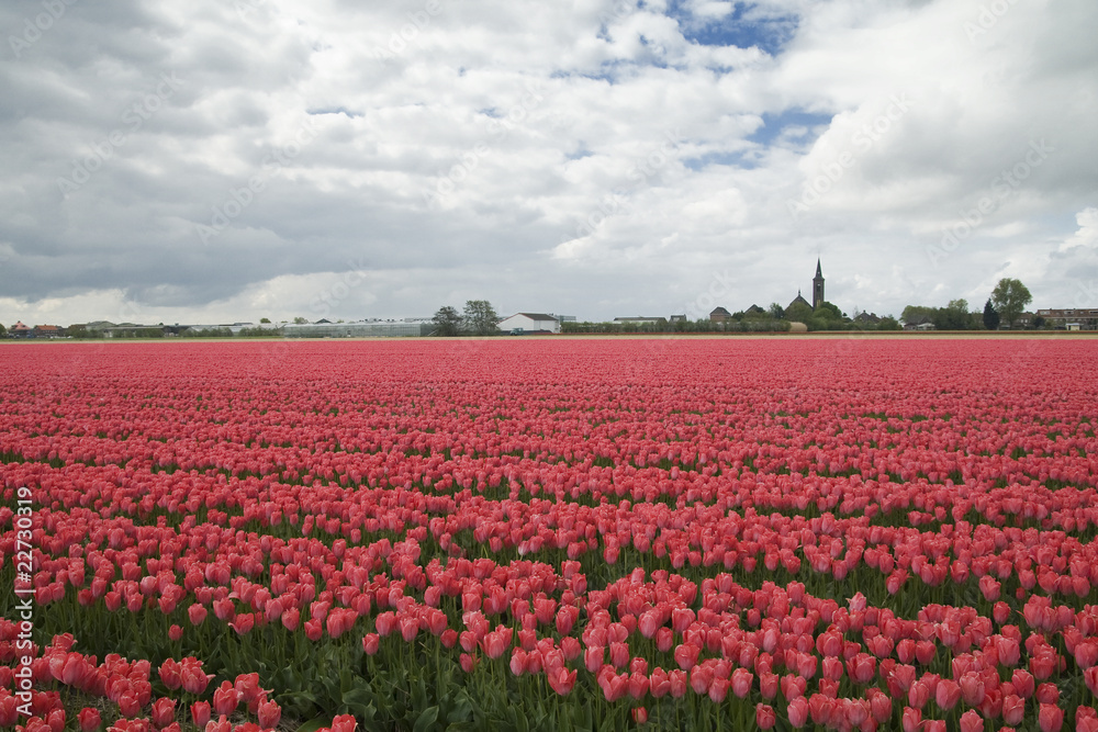 Dutch Tulip Field
