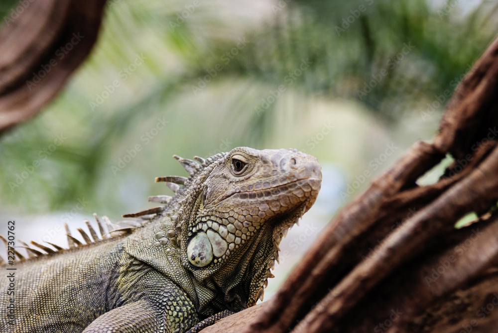 Fototapeta premium Iguana in a tree