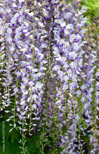  Wisteria sinensis 