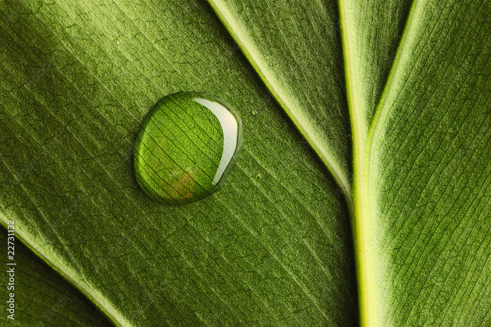 Water drop on leaf