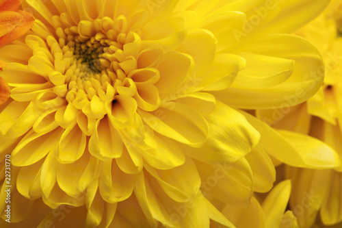 Gerbera closeup