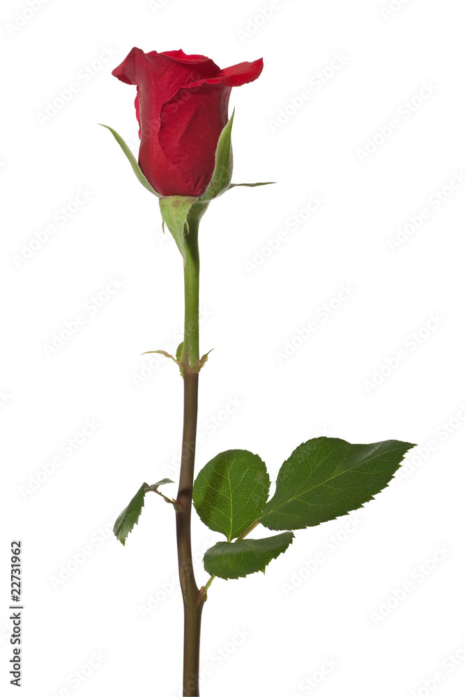 red rose with exact hand made clipping path red rose with exact hand made clipping path