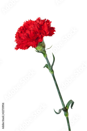 red carnation with exact hand made clipping path