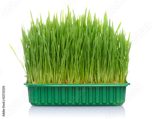 Grass in pot