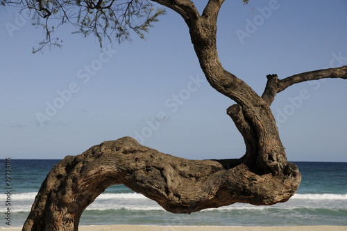 Baum am Meer