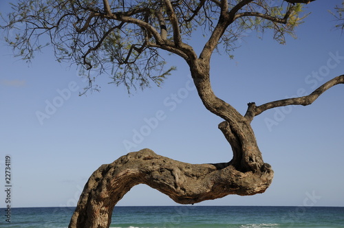 Baum am Meer © Fotolyse