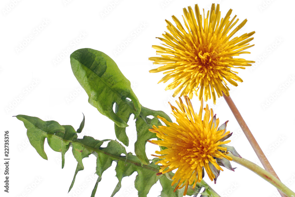 Obraz premium Dandelion isolated on white