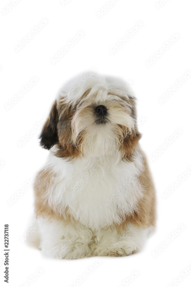 chiot de race shi tzu assis de face en studio chiot de race shi tzu assis de face en studio
