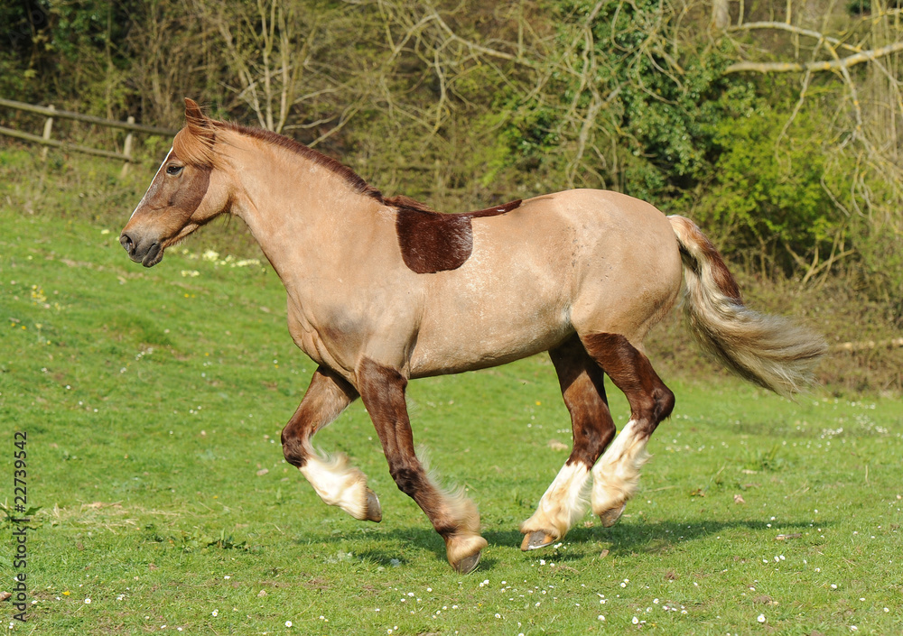 A horse running in field A horse running in field