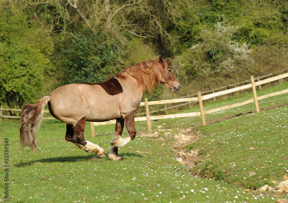 Fototapeta premium A horse running in field