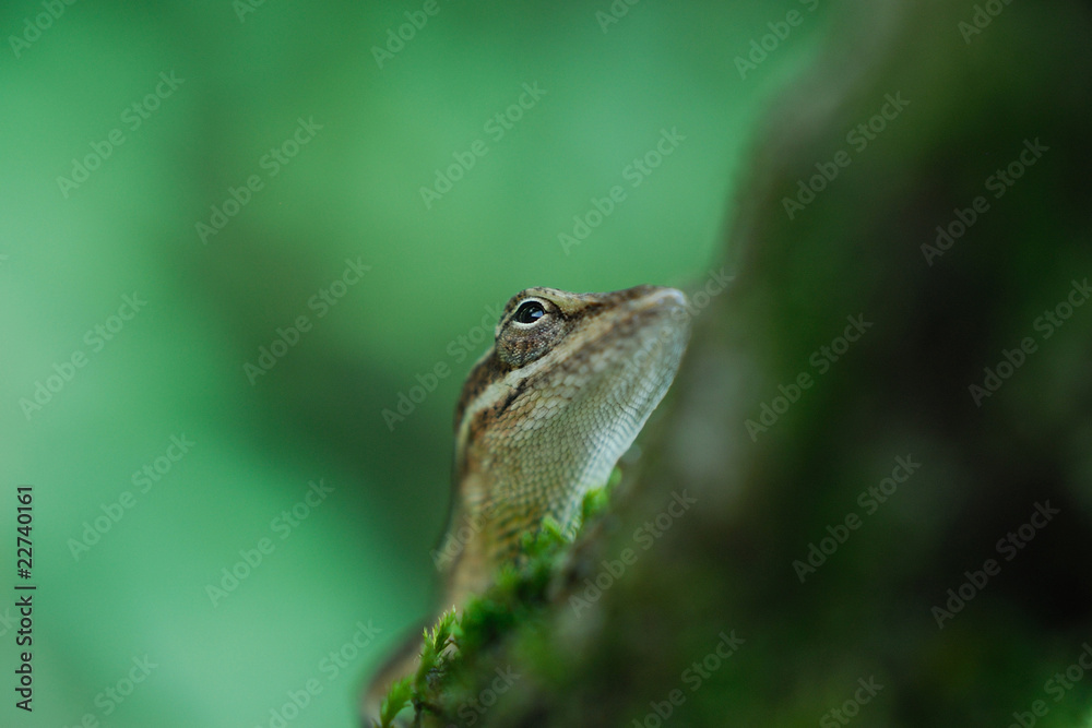 Anolis auratus - (Polychrotidae sauria) Anolis auratus - (Polychrotidae sauria)