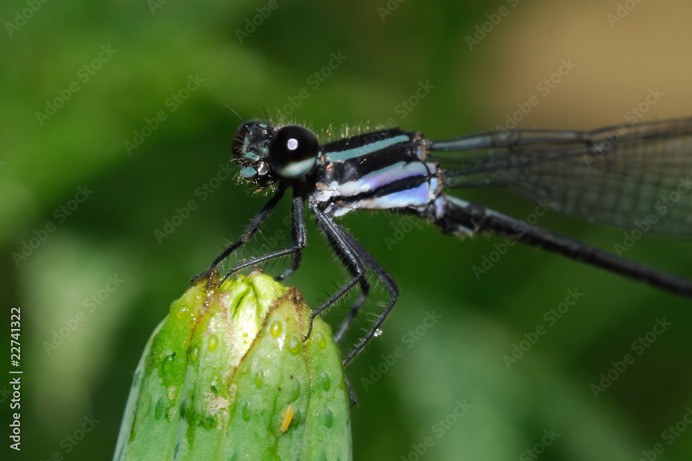 Naklejka premium Skimming Bluet - (Enallagma germinatum)