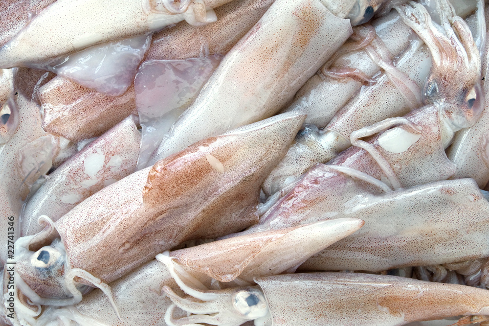 Fototapeta premium calamari