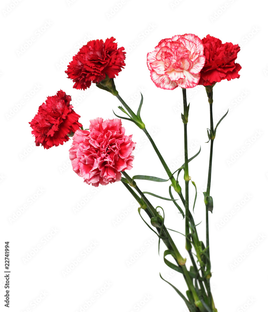 bouquet of carnation flowers bouquet of carnation flowers